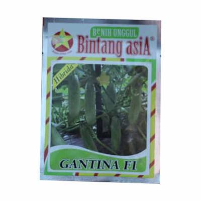 Benih Mentimun Gantina F1 (Medium)