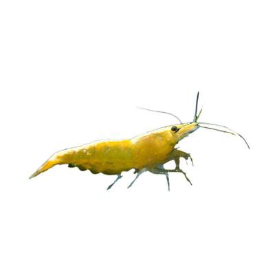 Udang Hias Aquasqape Yellow Shrimp