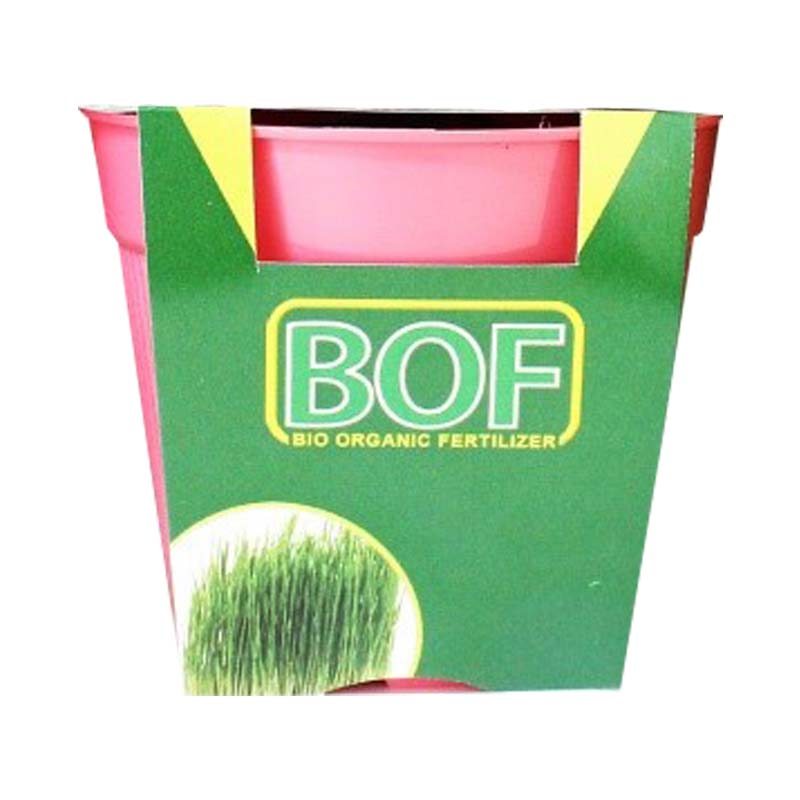 GROW KIT BOF - Rumput Gandum (Wheat Grass)