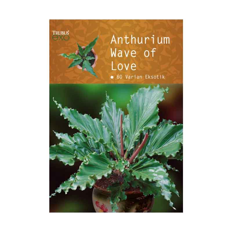 Buku Anthurium Wafe of Love