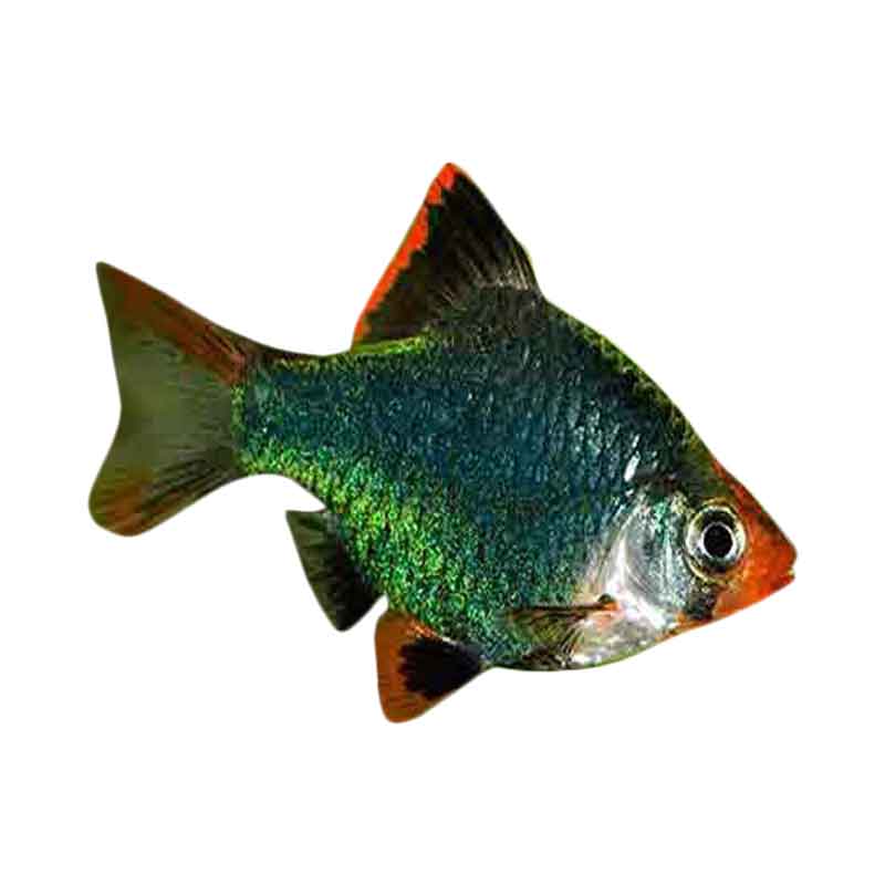  Ikan Hias Air Tawar Green Tiger Barb SM