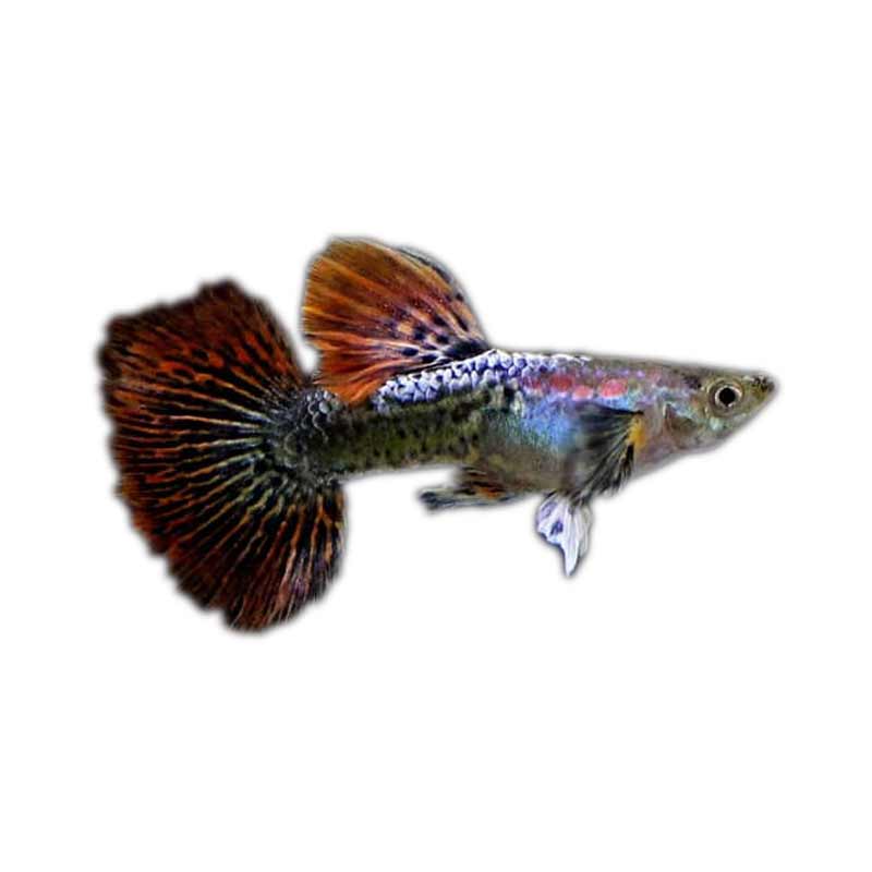 Ikan Hias Air Tawar Guppy Dragon