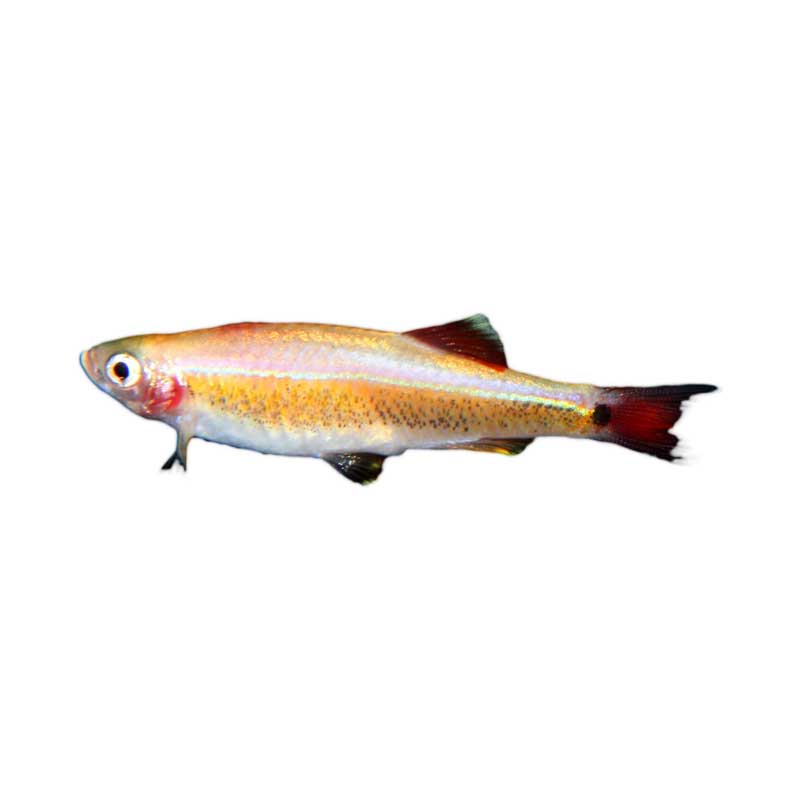 Ikan Hias Air Tawar Albino White Cloud Mountain