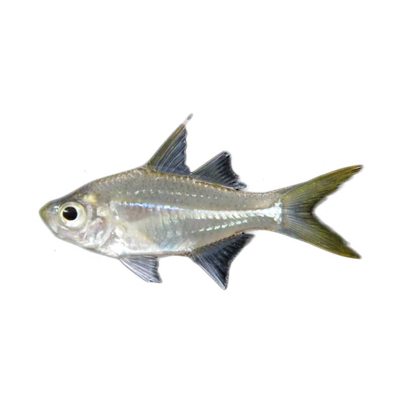 Ikan Hias Air Tawar Ambasis
