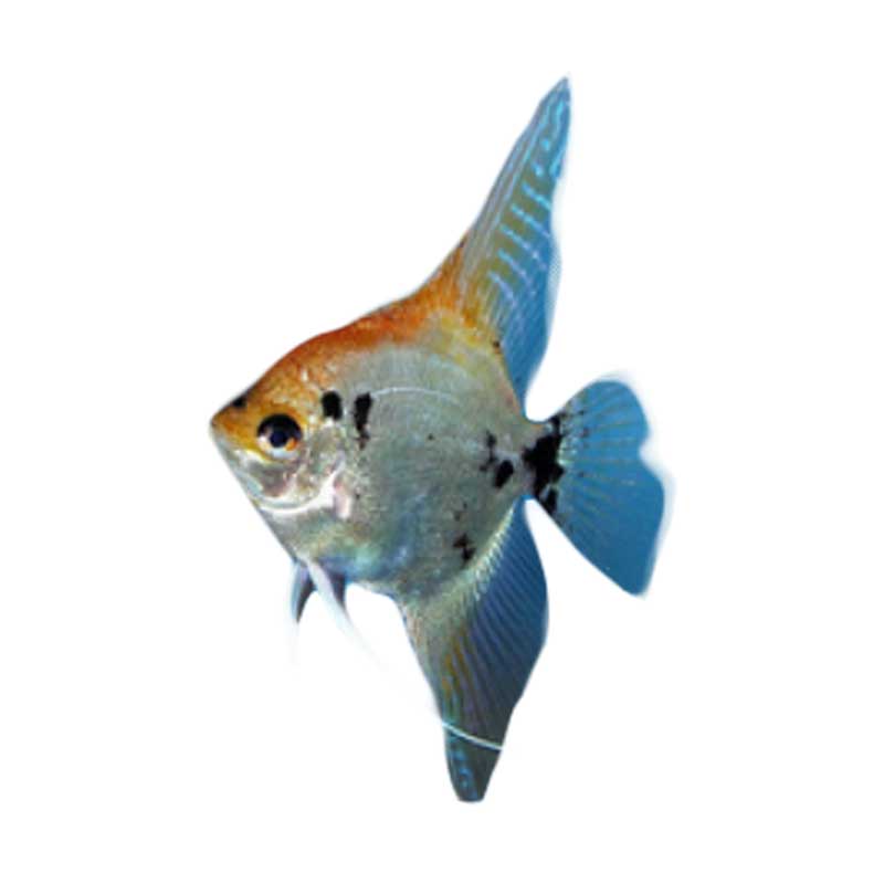 Ikan Hias Air Tawar Angelfish Mix S