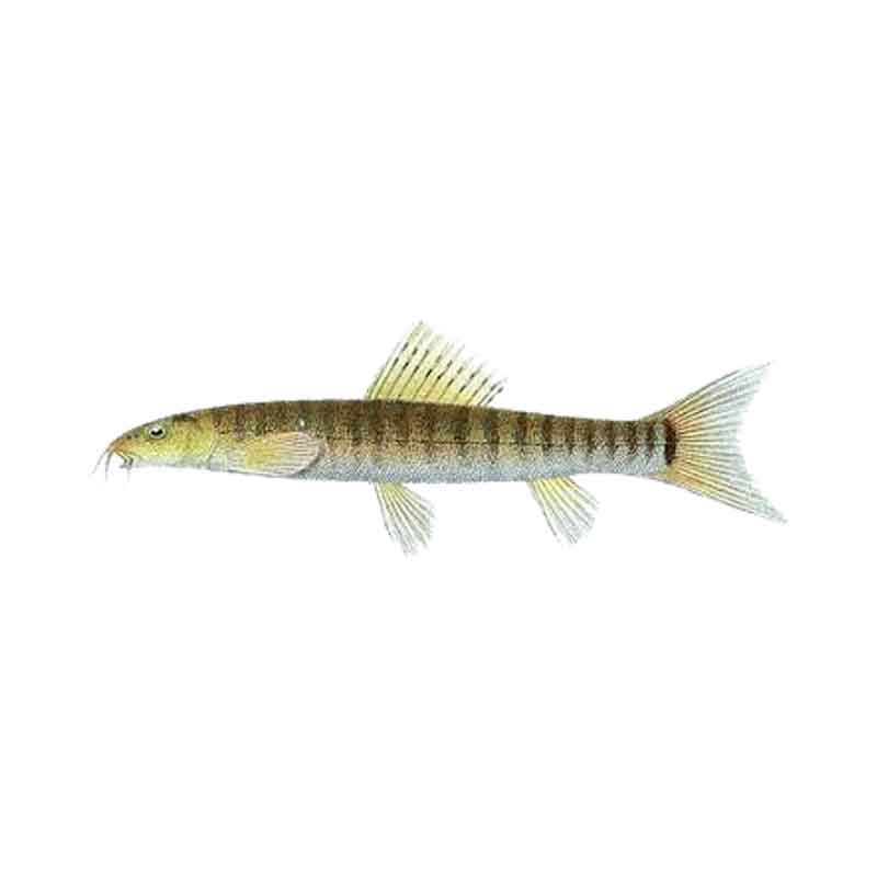 Ikan Hias Air Tawar Ikan Uceng (Barred Loach)