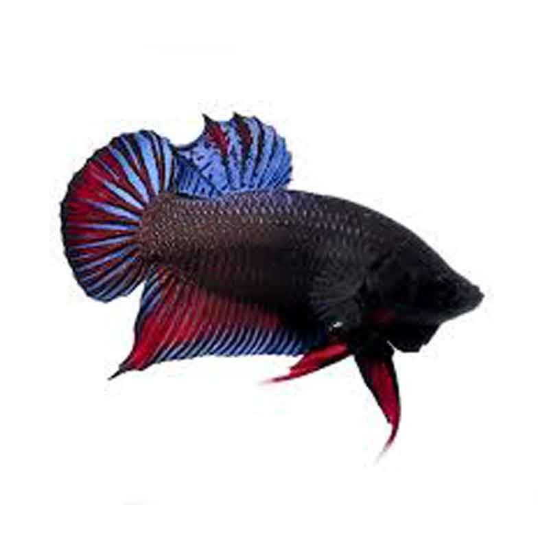 Ikan Cupang Plakat