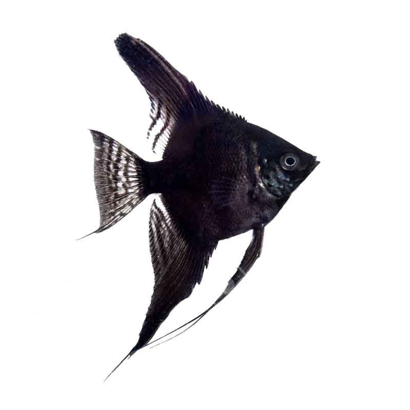Ikan Hias Air Tawar Black Angel SM