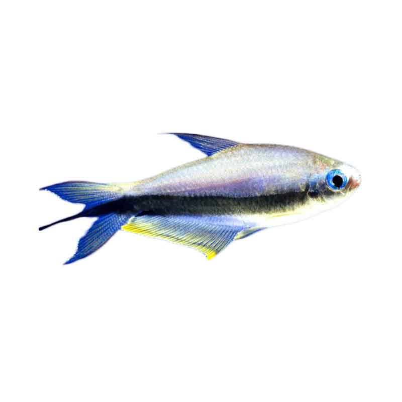 Ikan Hias Air Tawar Black Diamond Neon Tetra M