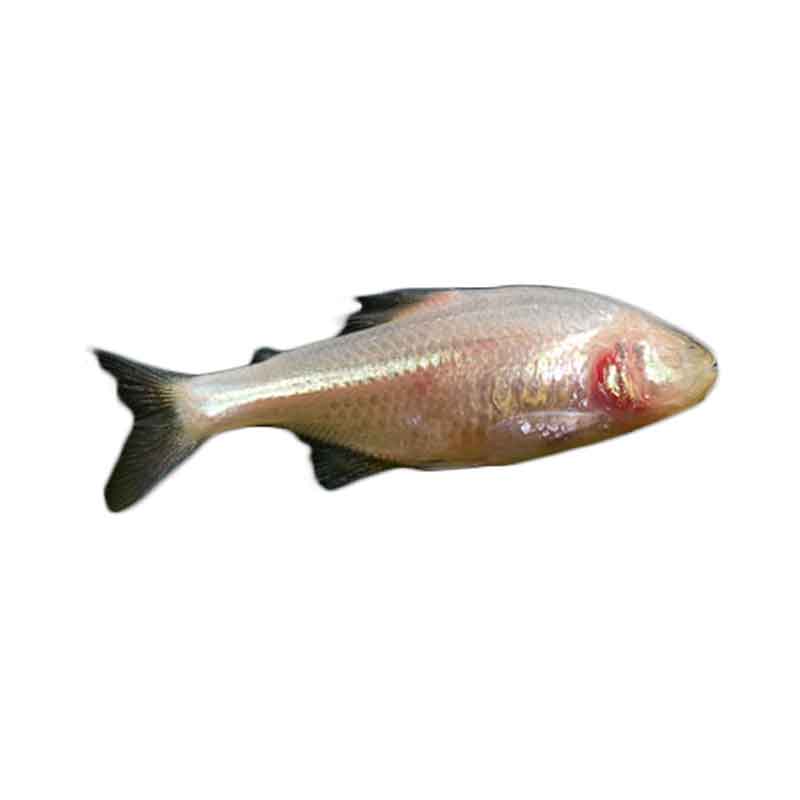 Ikan Hias Air Tawar Blind Cave Tetra