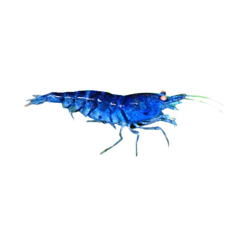 Udang Hias Aquasqape Blue striped