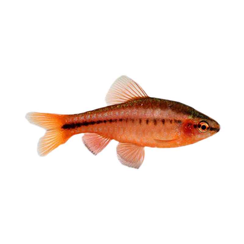 Jual Produk Ikan Hias Air Tawar Cherry Barb L Sikumis