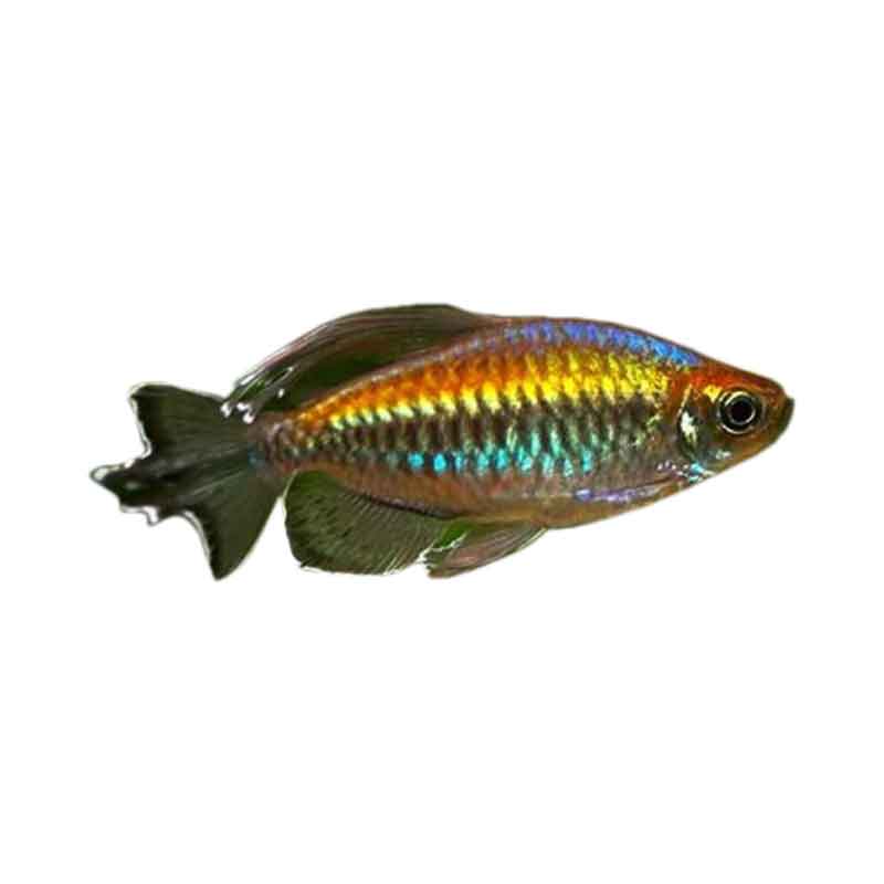 Ikan Hias Air Tawar Congo Tetra XL
