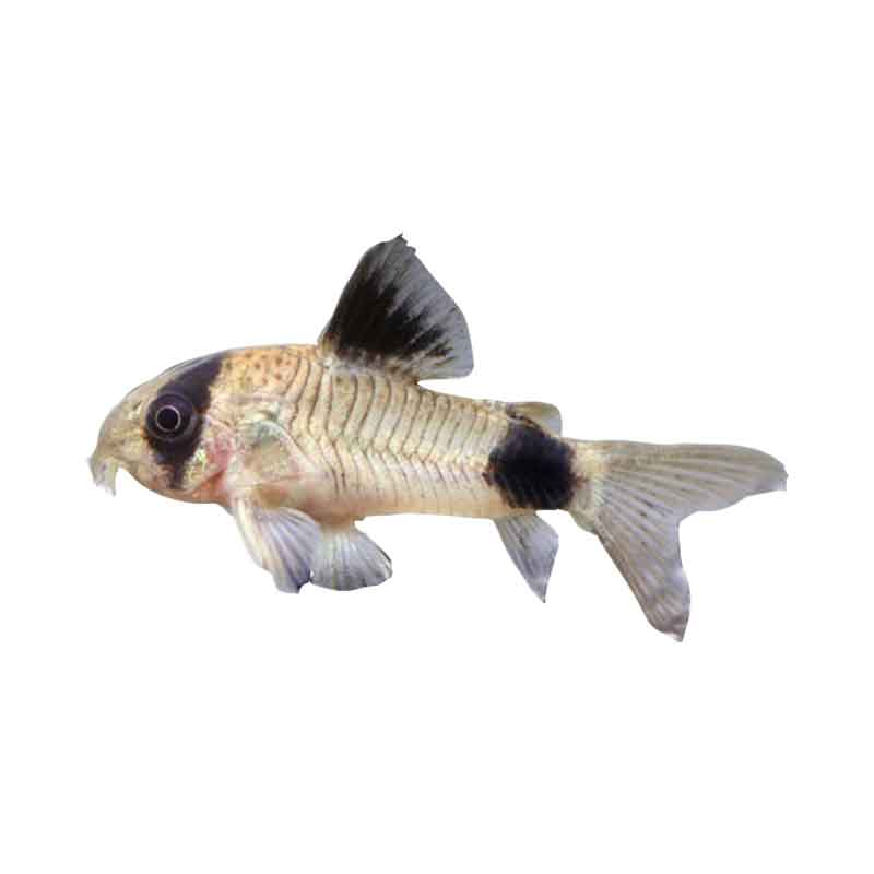 Ikan Hias Air Tawar Corydoras Panda M  