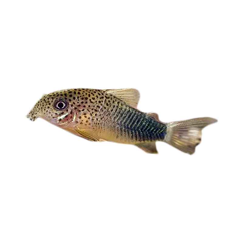 Ikan Hias Air Tawar Corydoras Similis  