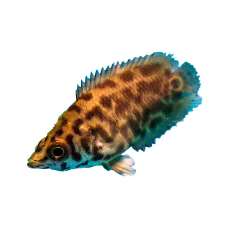 Ikan Hias Air Tawar Ctenophoma 1,25