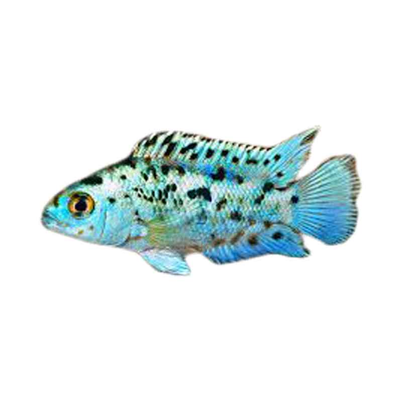 Ikan Hias Air Tawar Electric Blue Jack Dempsey