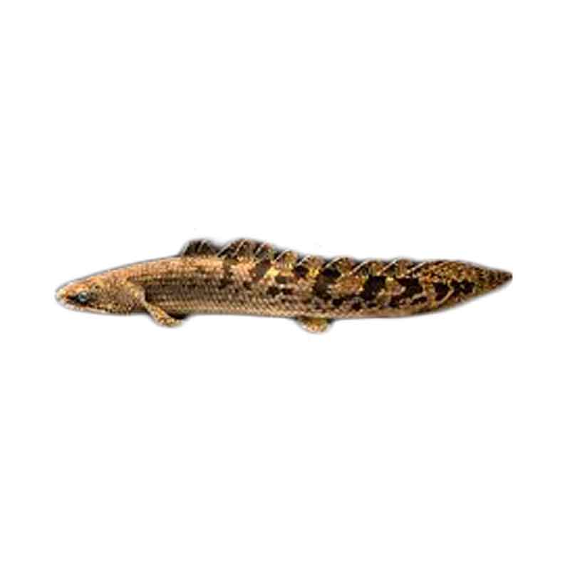 Ikan Predator Air Tawar Polypterus Endlicheri 2