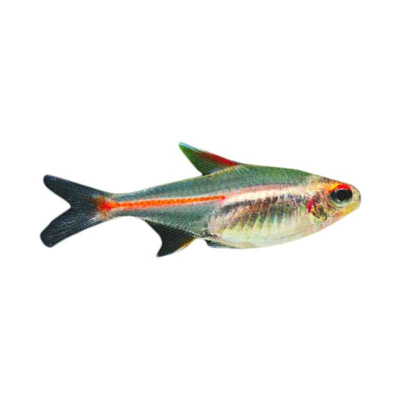 Ikan Hias Air Tawar Glow Light Tetra SM