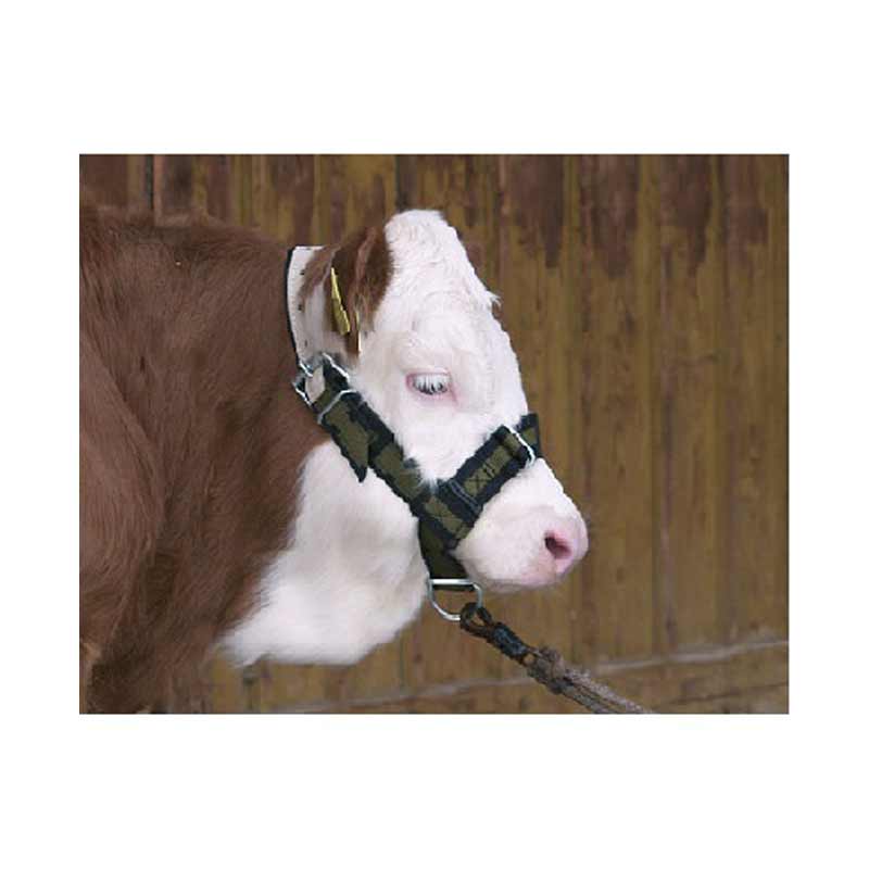 Halter Tali Sapi