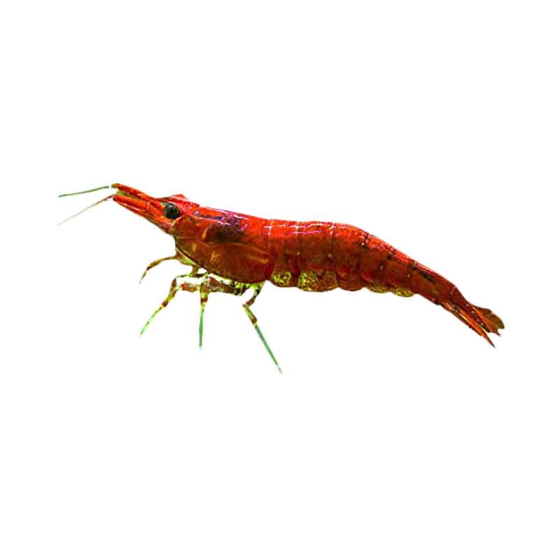 Udang Hias Aquasqape Red Sakura