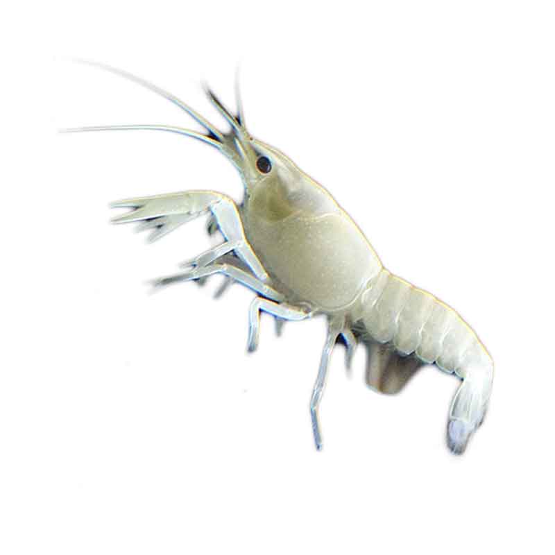 Lobster Hias Air Tawar White Snow Lobster